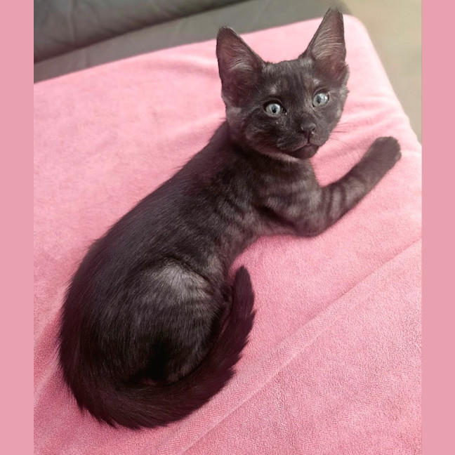 Photo of Amari
