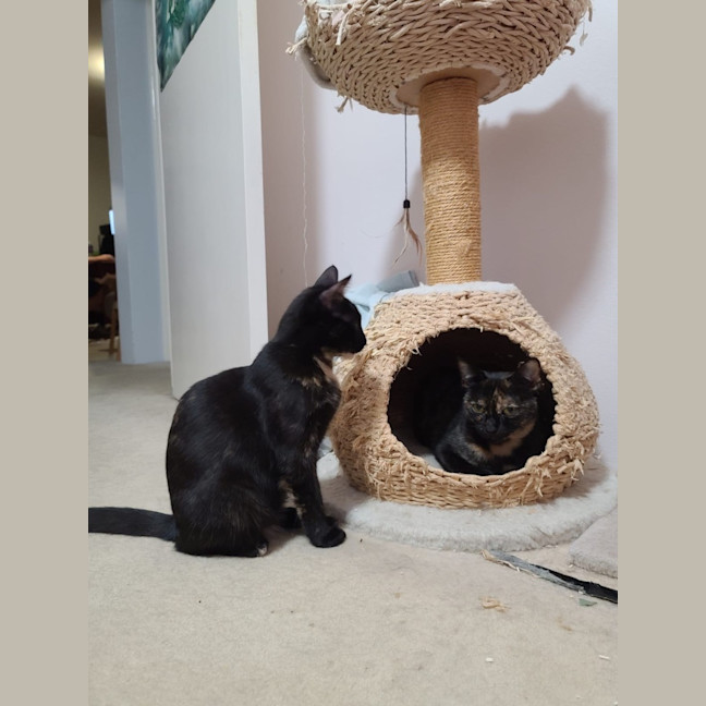 Photo of Willow & Azalea 