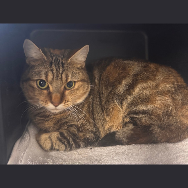 Photo of Sapphire