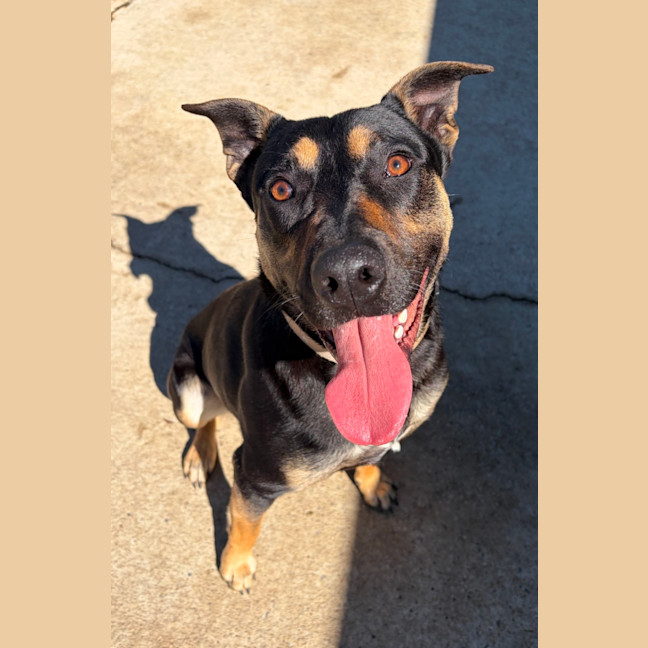 Photo of Rambo