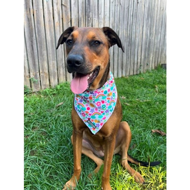 Photo of Gloria *$350 Adoption Fee*