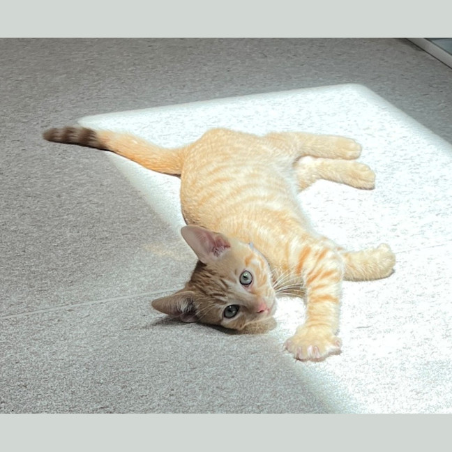 Photo of Tobasco (8920)