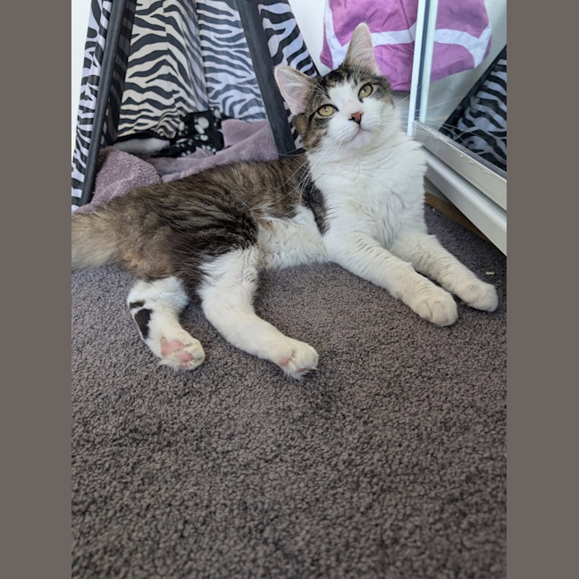 Photo of Felix