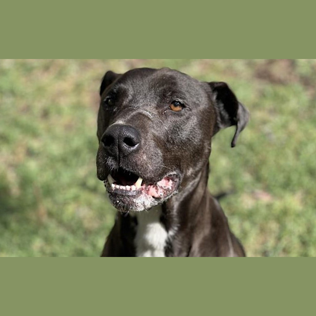 Photo of Hopper