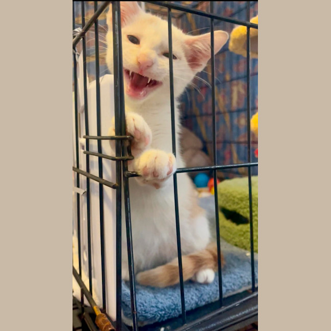 Photo of Sunny