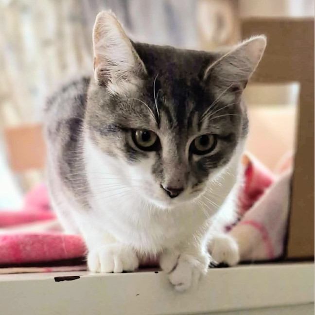 Photo of Buzz