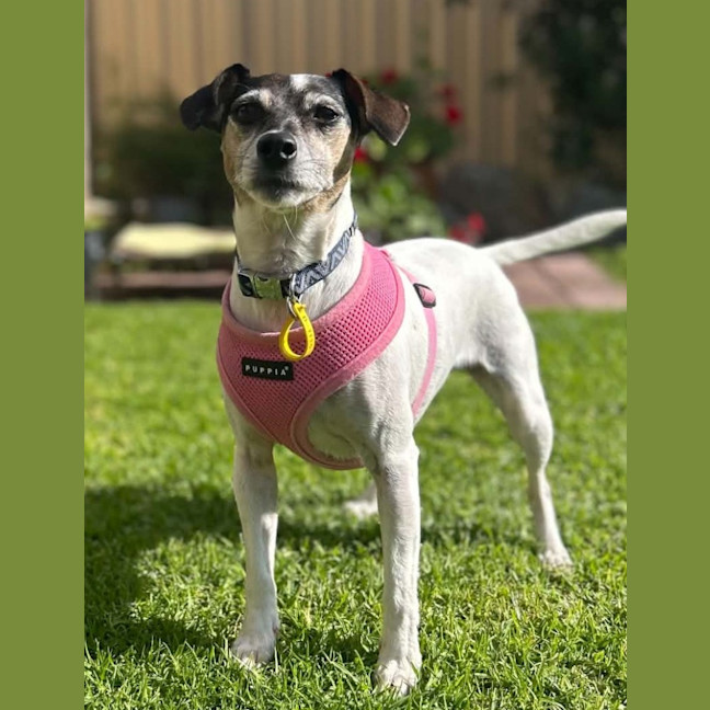 Photo of Dixie