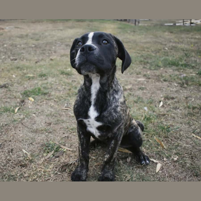 Photo of Diesel