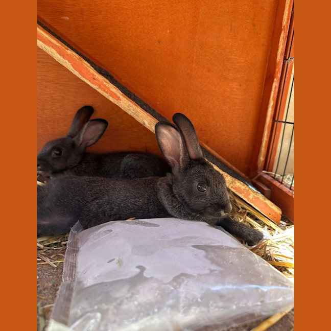 Photo of Simon & Theodore