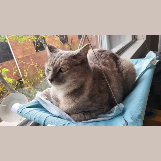 Photo of Nacho Queen