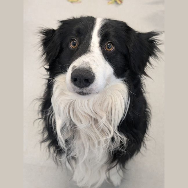 Photo of 🍎 Archie 6574 🍎