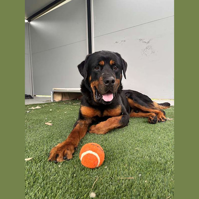 Photo of Shadow