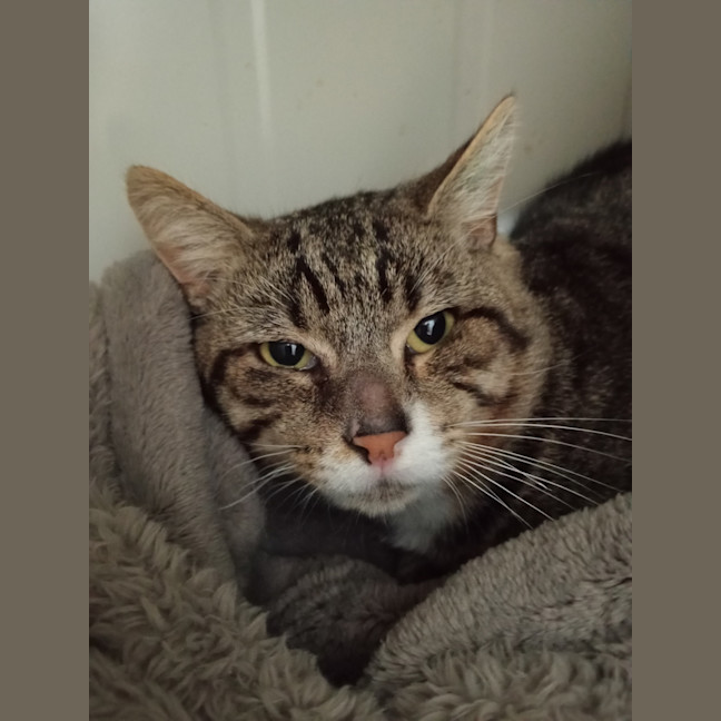 Photo of Louie