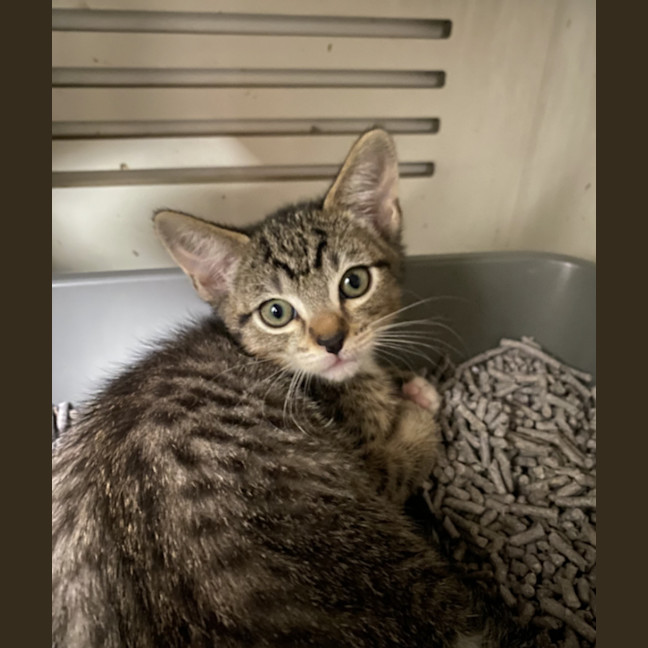 Photo of Thunder – Ringworm Special $49