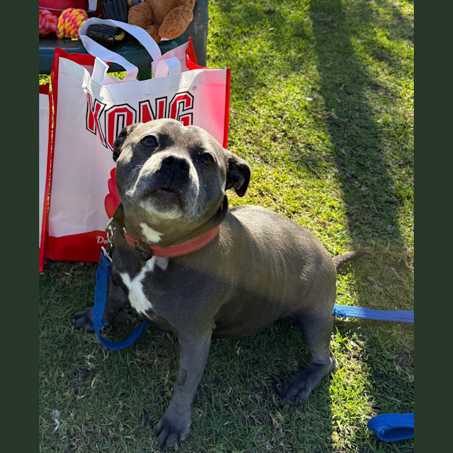Photo of Sadie