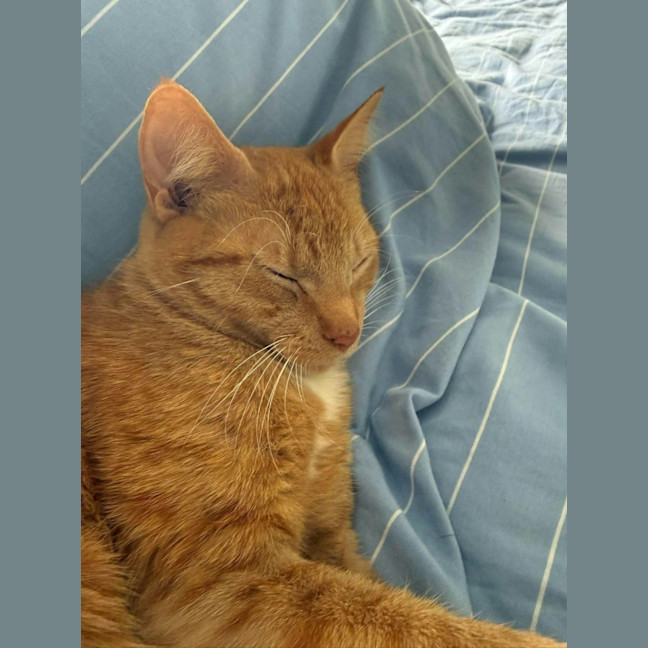Photo of Daphne