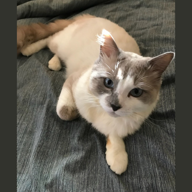 Photo of Moose