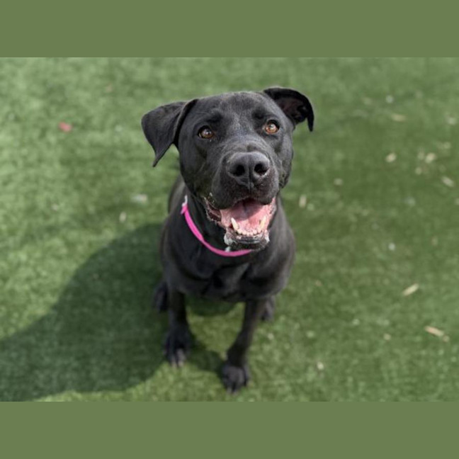 Photo of Kumala Imp 2867