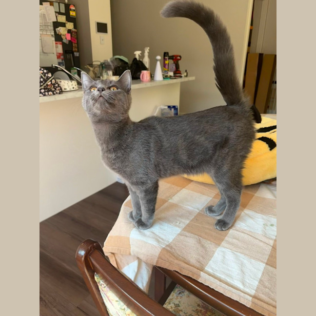 Photo of Rocket