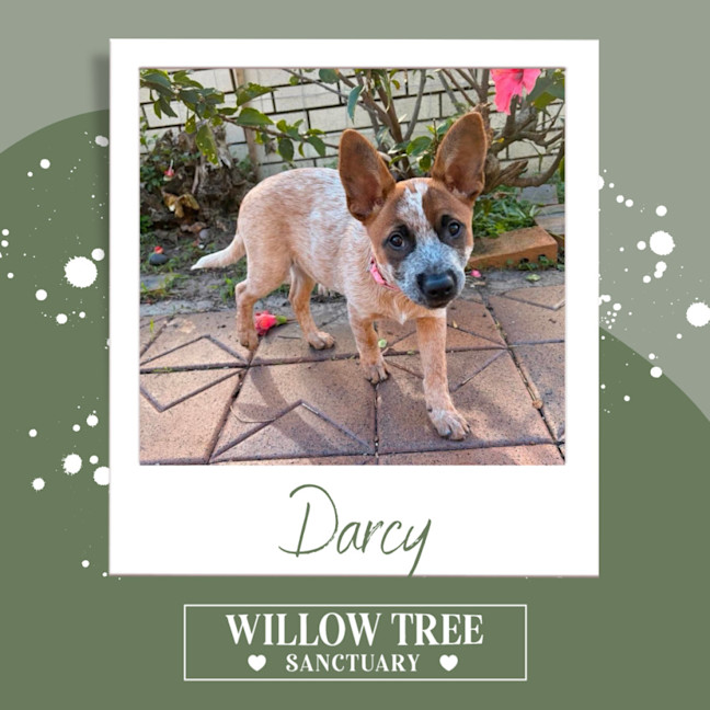 Photo of Darcy