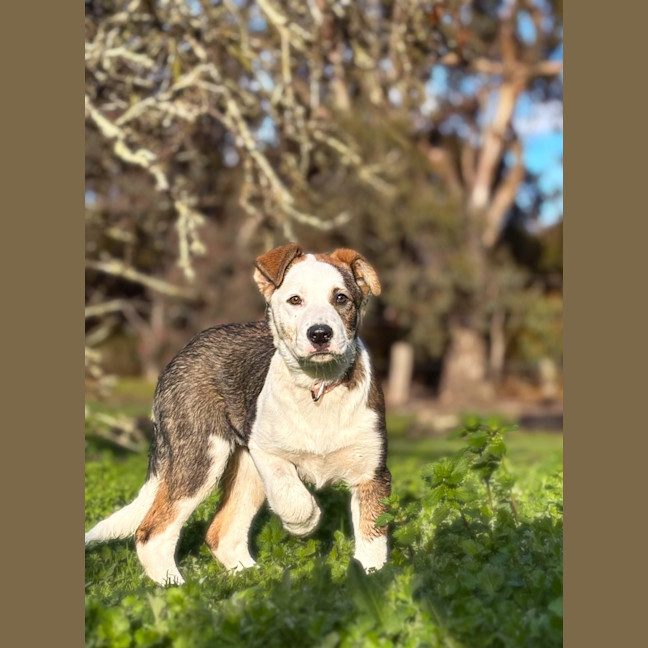 Photo of Honey