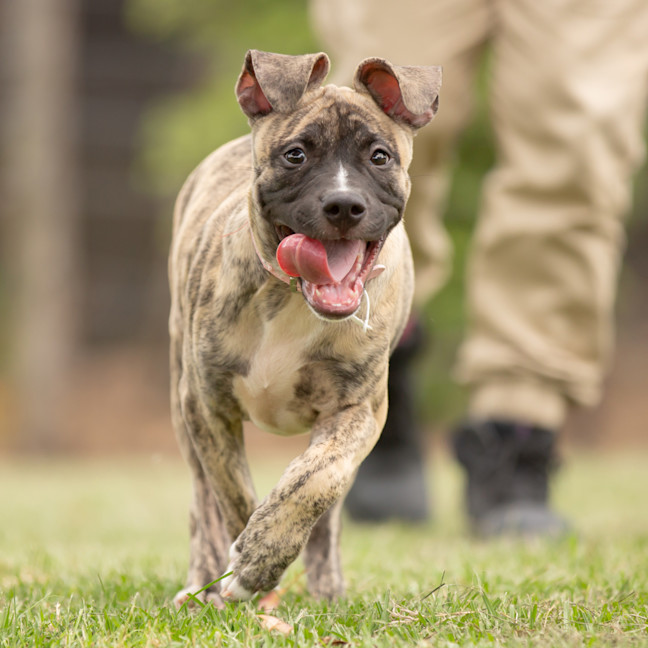 Photo of Tugzy (Previously Hendrix)