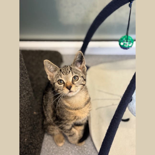 Photo of Bear   Burnie