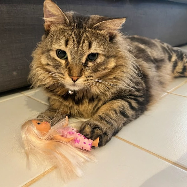 Photo of Pickles