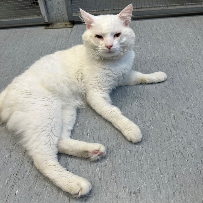 Photo of Marshmallow