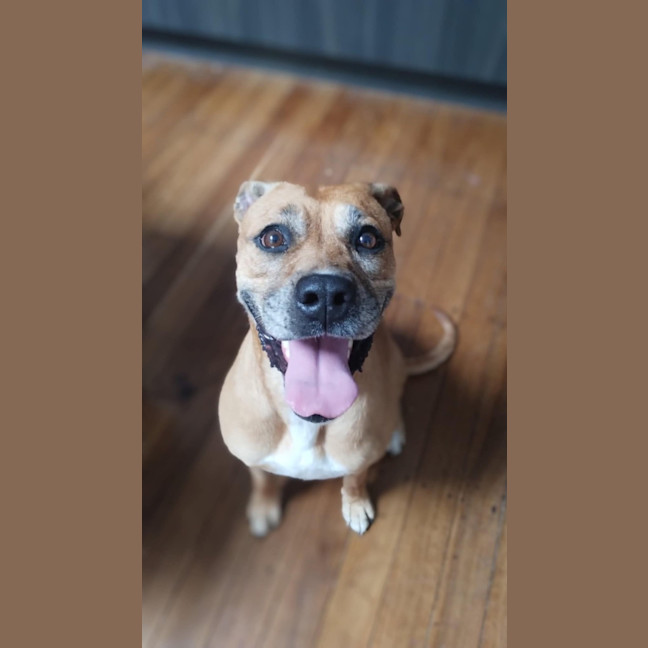 Photo of Toula   In Kennels