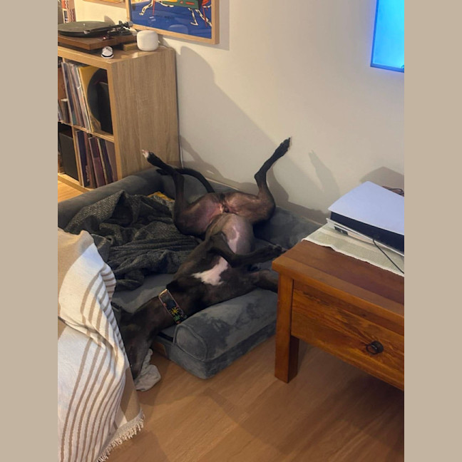 Photo of Bingo, The Greyhound