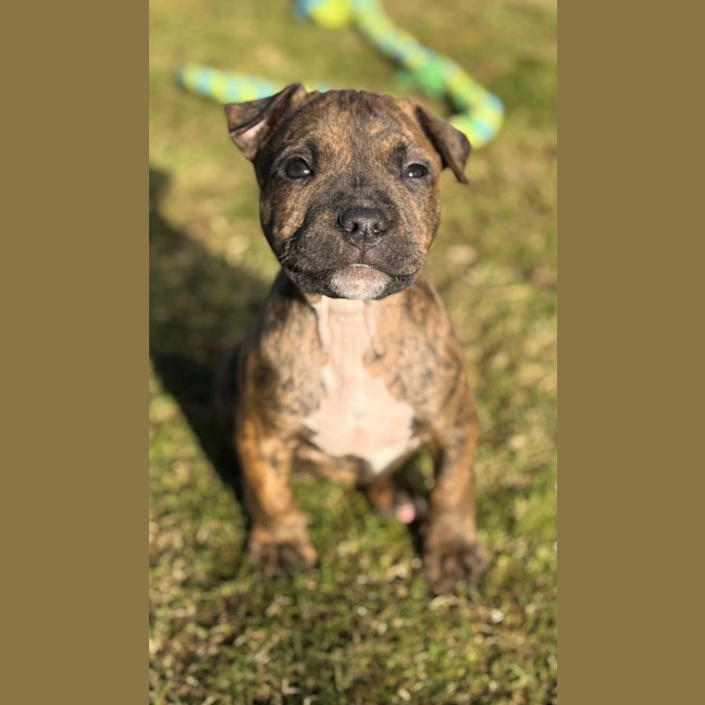 Photo of Queen Of Hearts 