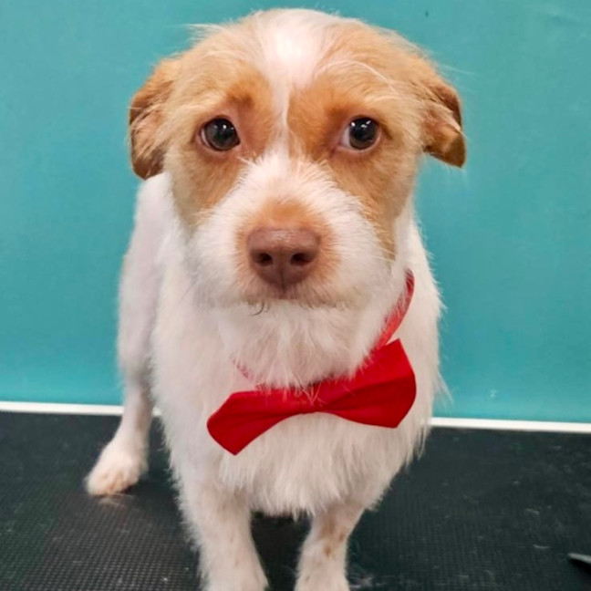 Photo of Beautiful Queenie 