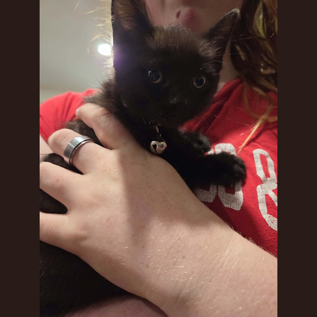 Photo of Blackberry *9 Lives Project Rescue*