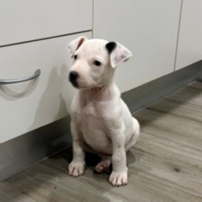 Photo of Coco