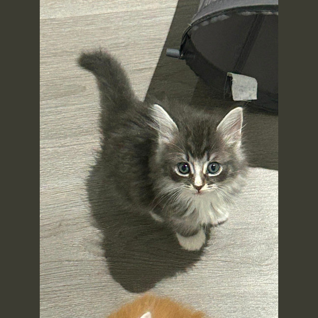 Photo of Oliver
