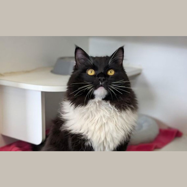 Photo of Mochi
