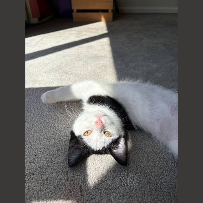 Photo of Oreo   Reduced Adoption Fee