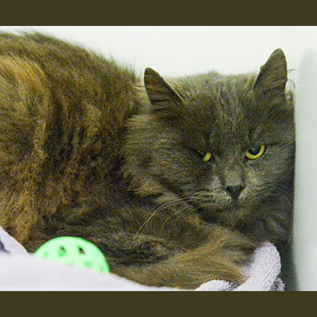 Photo of Hagrid