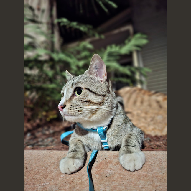 Photo of Barnett