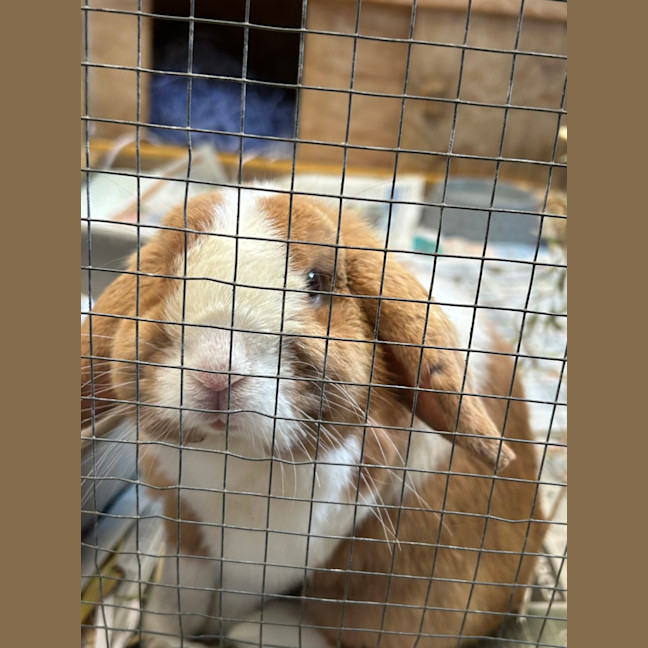 Photo of Tango
