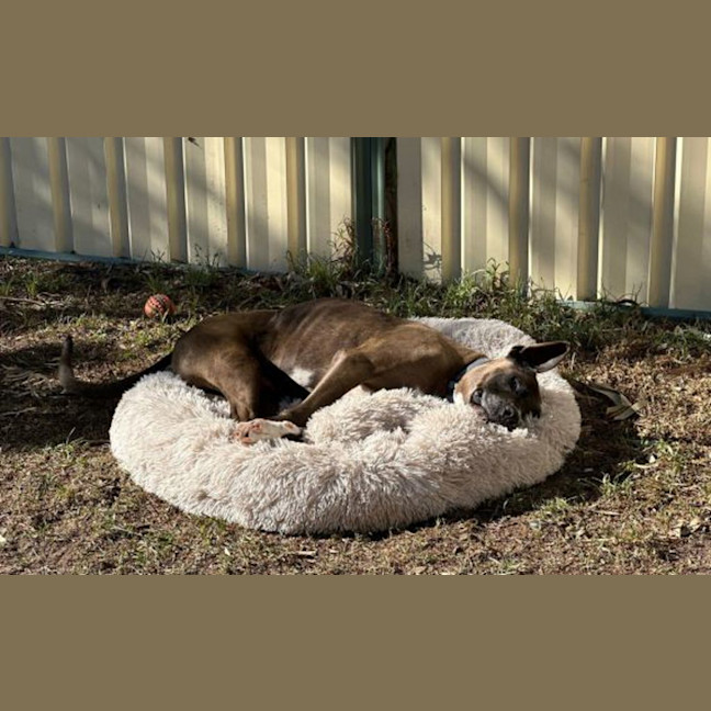 Photo of Opie