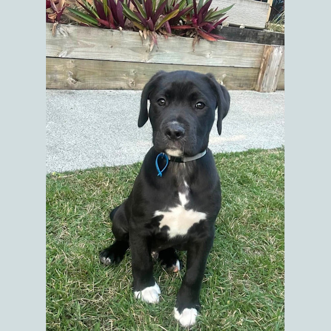 Photo of Cosmo