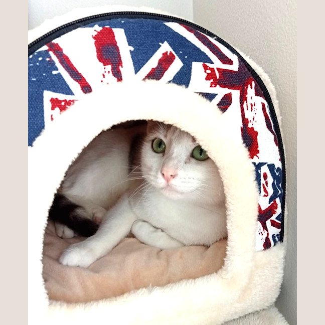 Photo of Tilly