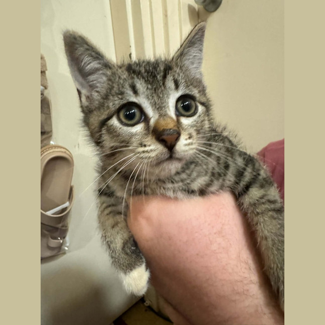 Photo of Scottie (Fang)