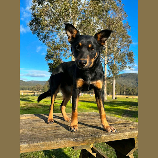 Photo of Baz