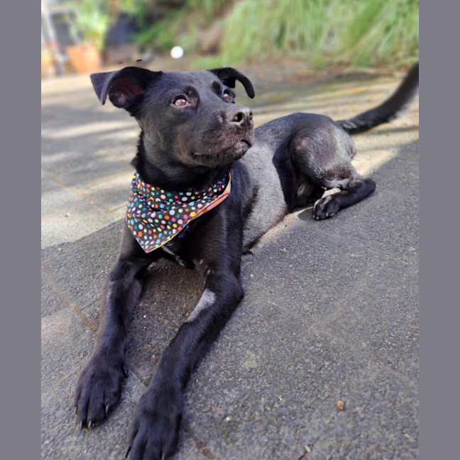 Photo of Pepper   3 Year Old Staffy X