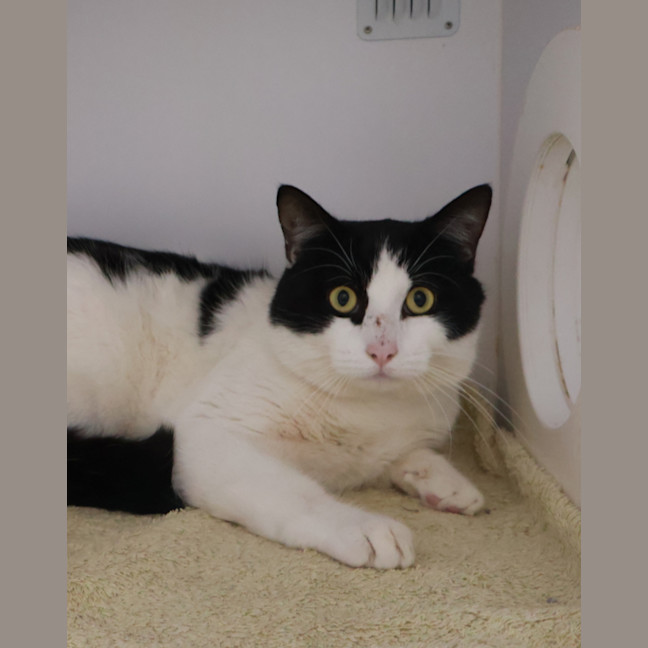 Photo of Pickles