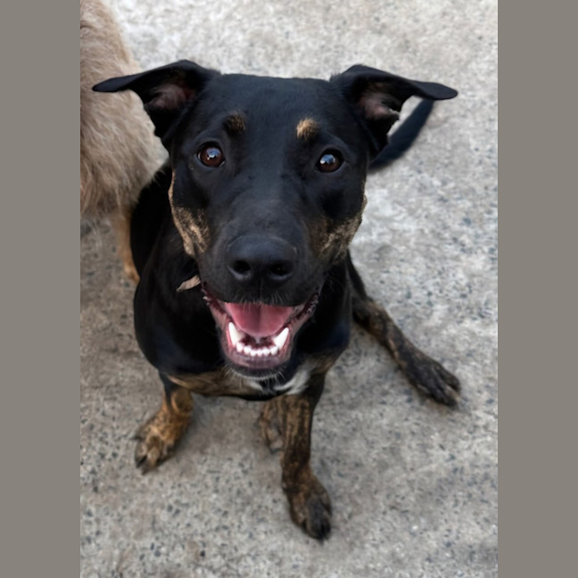 Photo of Scarlet *$350 Adoption Fee*