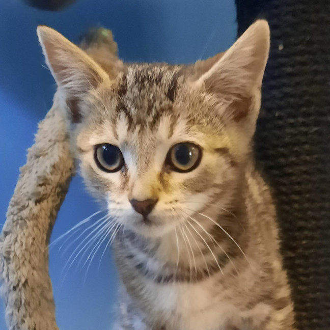 Photo of Teddy